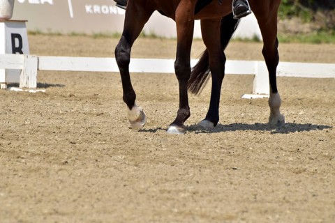 Close-up of a dressage test at a horse show with focus on legs and hooves as well as the ground in