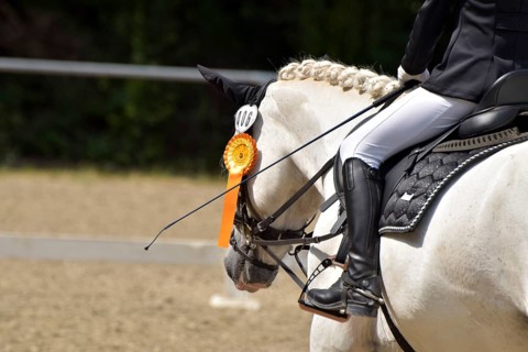 Close-up of a dressage competition at a horse show with typical equipment of rider and horse and a
