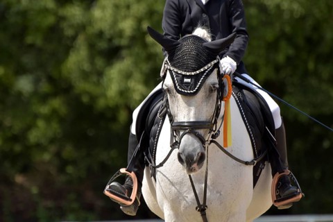 Close-up of a dressage competition at a horse show with typical equipment of rider and horse and a
