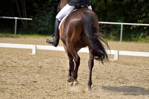 Close-up of a dressage test at a horse show with focus on legs and hooves as well as the ground in