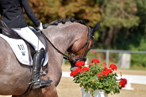 Close-up of horse and rider with the typical floral decoration at a dressage competition at a horse