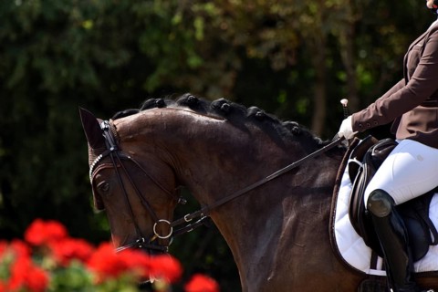 Close-up of horse and rider with the typical floral decoration at a dressage competition at a horse