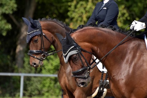 Close-up of a dressage competition at a horse show with bridle, ear protection and plaited mane,