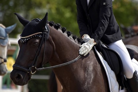 Close-up of a dressage test at a horse show, praising the horse, horse with braided mane,