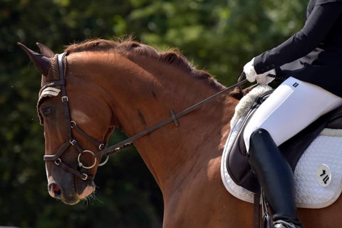 Close-up of horse's head and neck in profile with braided mane during a dressage competition at a