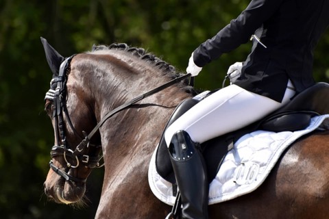 Close-up of a dressage competition at a horse show with typical equipment of rider and horse,
