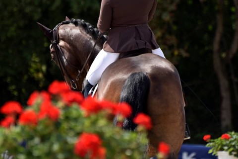 Close-up of horse and rider with the typical floral decoration at a dressage competition at a horse