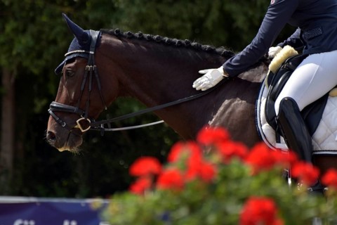 Close-up of horse and praising rider with the typical flower decoration at a dressage competition