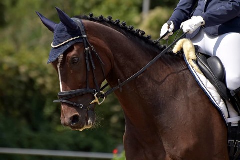 Close-up of a horse's head and neck with braided mane during a dressage competition at a horse