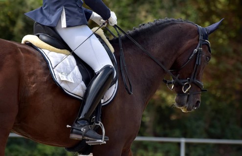 Close-up of a horse's head and neck with braided mane during a dressage competition at a horse