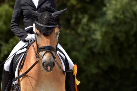 Close-up of a dressage competition at a horse show with typical equipment of rider and horse and a