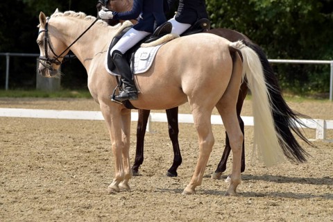 Close-up of two horses in a dressage competition at a horse show, Rhineland-Palatinate, Germany