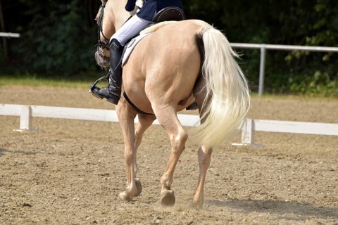 Close-up of a dressage test at a horse show with focus on legs and hooves as well as the ground in