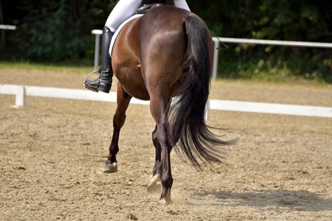 Close-up of a dressage test at a horse show with focus on legs and hooves as well as the ground in