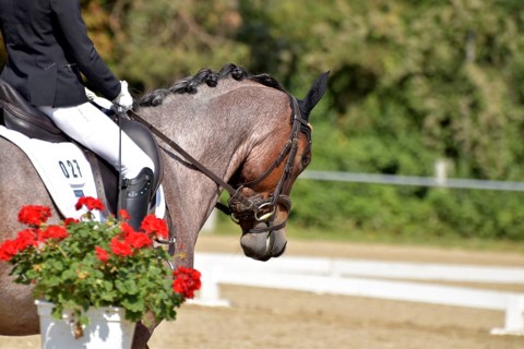 Close-up of horse and rider with the typical floral decoration at a dressage competition at a horse