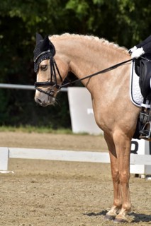 Close-up of a German riding pony in a dressage test at a horse show with bridle, ear protection and