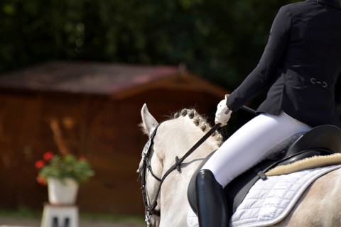 Close-ups of a dressage competition at a horse show, Rhineland-Palatinate, Germany
