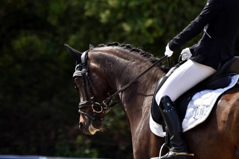 Close-up of a dressage competition at a horse show with typical equipment of rider and horse,