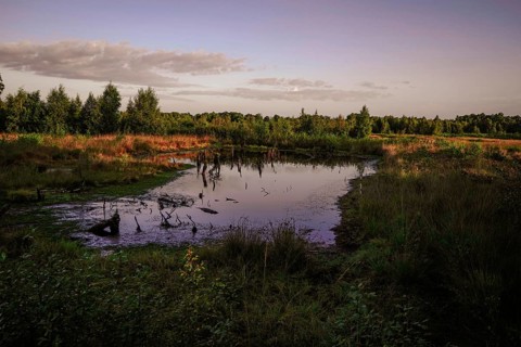 Calm pond in the morning reflects the surrounding plant kingdom and the sky, Erlebnispfad