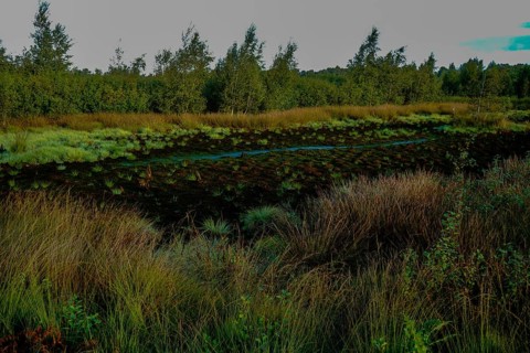 A moorland landscape with dense vegetation and a mysterious atmosphere under a cloudy sky,
