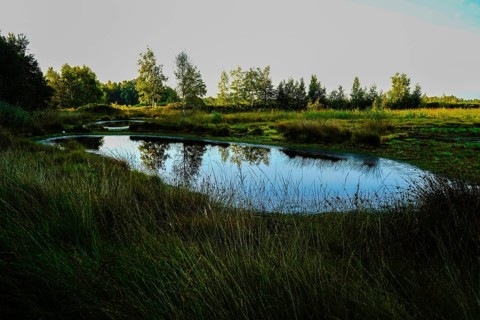 A still body of water with clear reflections of the trees and grasses on the bank at dawn,