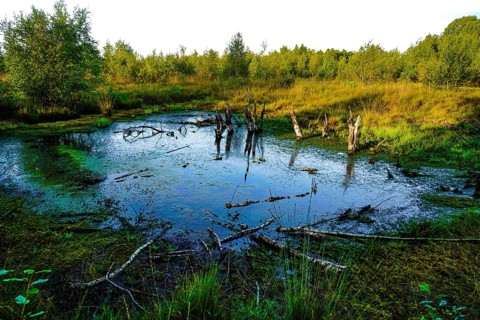 An algae-covered swampy pond with tree stumps and surrounded by green forest, appears quiet and