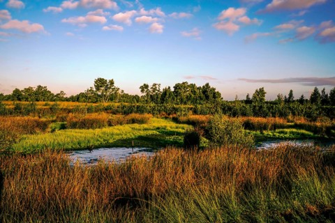 Wide meadow landscape under a blue sky with scattered clouds and surrounding vegetation, Diepholzer