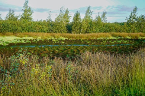 Wilderness with marshy ground, tufts of grass and trees in a peaceful setting, Diepholzer Moor