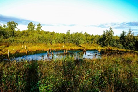 Living pond in the moor area, surrounded by dense vegetation and trees in summer light, Diepholzer