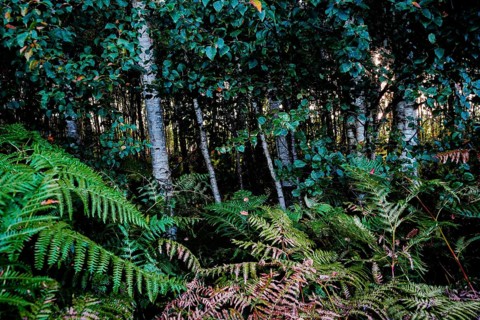 Dense forest with birches and ferns, creating a shady and cool environment, Diepholzer Moor