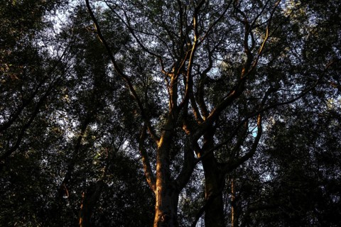 Shady forest area where the light falls through the dense treetops and creates a mystical