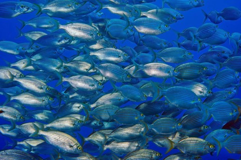 Large shoal of edible fish gilthead sea bream (Sarpa salpa), Mediterranean Sea, Giglio Island,