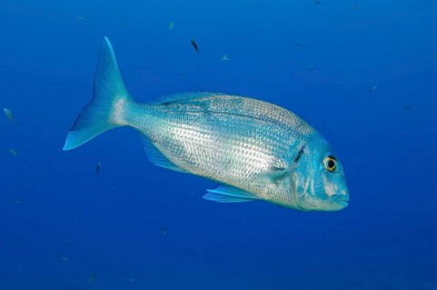 Underwater photo of dentex (Dentex gibbosus) sea bream swimming through blue sea, East Atlantic,