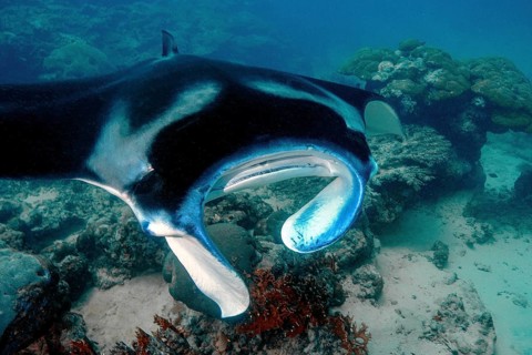 Underwater photo of coastal reef manta ray (Mobula alfredi) synonym ray common name devil ray swims