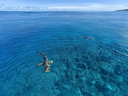 Reef sharks swimming close to the surface over coral reef off Yap Island, Pacific Ocean, Yap