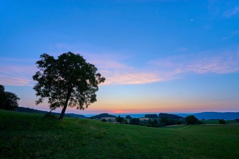A walnut tree in a meadow at dusk under a blue-pink sky, Laudenau, Reichelsheim, Odenwald, Hesse,