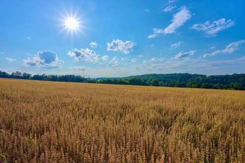 Sunshine over a wide grain field, surrounded by cloudy sky and green landscape, Reichartshausen,