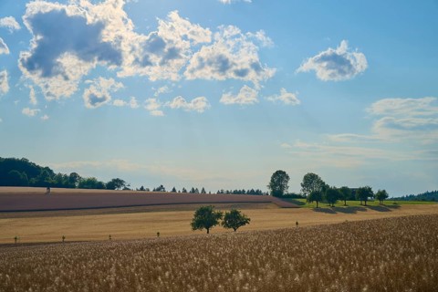 Fields and scattered trees under a slightly cloudy sky, Reichartshausen, Amorbach, Odenwald,