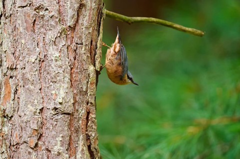 A bird, nuthatch (Sitta europaea), climbing upside down on a tree trunk in a green forest, Hesse,