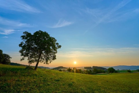 A walnut tree in a meadow at sunrise under a clear blue sky, Laudenau, Reichelsheim, Odenwald,