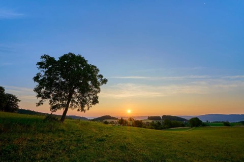 A lone walnut tree in a meadow during sunrise with yellow sky, Laudenau, Reichelsheim, Odenwald,