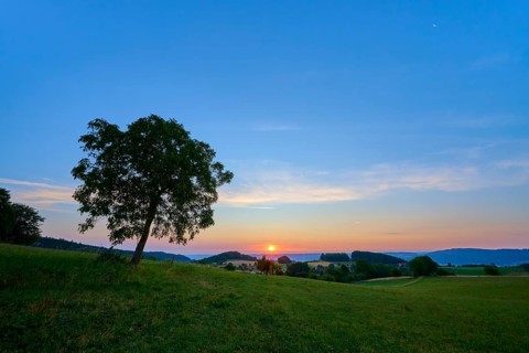 A walnut tree in a meadow at sunrise under a blue sky, Laudenau, Reichelsheim, Odenwald, Hesse,