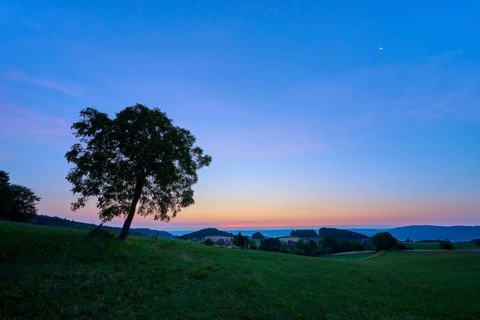 A lonely walnut tree in a meadow at dawn with blue sky, Laudenau, Reichelsheim, Odenwald, Hesse,