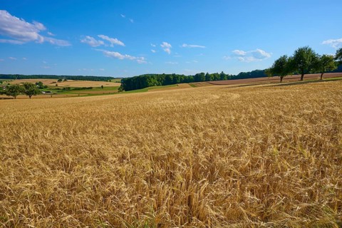 Wide grain fields with trees on the horizon under a bright blue sky with scattered clouds,