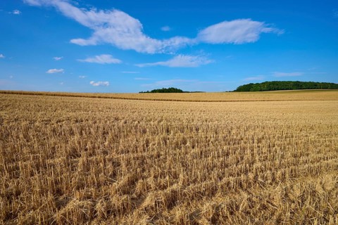Large harvested grain field under a blue sky, the border between sky and earth clearly