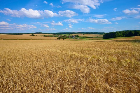 Sprawling fields of grain under a bright blue sky with picturesque clouds in the distance,