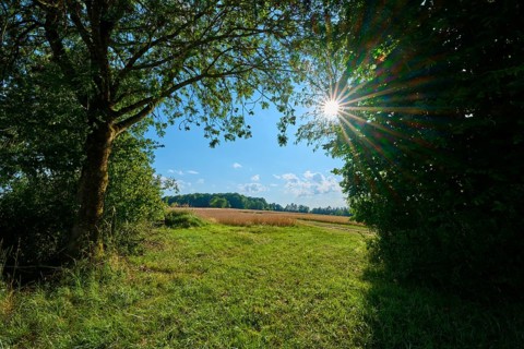 Sun-drenched landscape with trees and open fields, Reichartshausen, Amorbach, Odenwald, Bavaria,