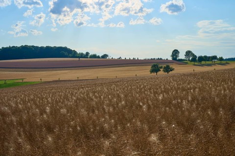 Hilly fields with trees under a slightly cloudy sky, Reichartshausen, Amorbach, Odenwald, Bavaria,