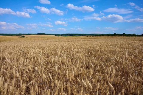 Wide wheat fields under a clear blue sky with scattered clouds, Reichartshausen, Amorbach,