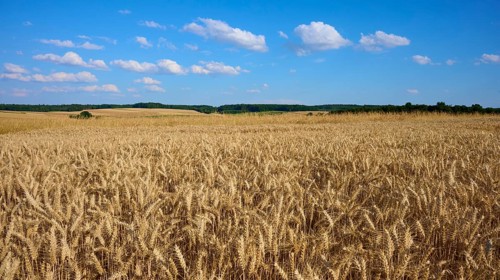 Wide wheat field under a clear blue sky with white clouds, Reichartshausen, Amorbach, Odenwald,